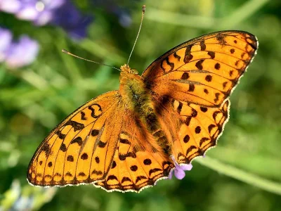 Argynnis (Fabriciana) adippe