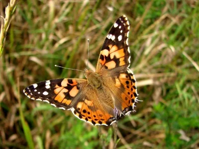 Vanessa cardui