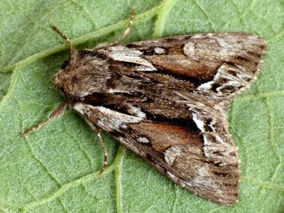 Hyppa rectilinea