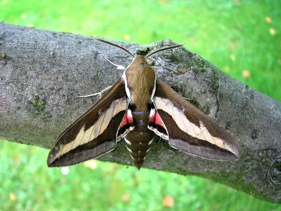 Hyles gallii