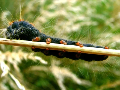 Eriogaster (E.) lanestris