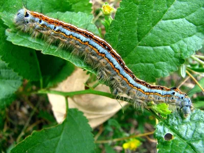Malacosoma (Clisiocampa) neustria