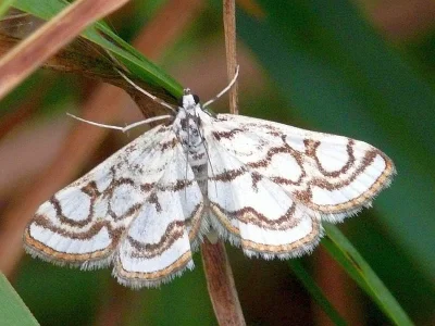 Nymphula nitidulata