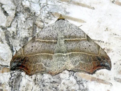 Laspeyria flexula