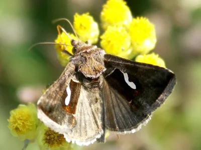 Macdunnoughia (Macdunnoughia) confusa