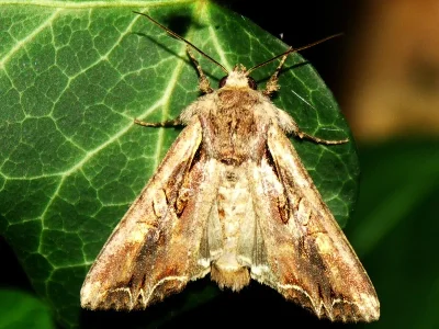 Lacanobia (Dianobia) suasa