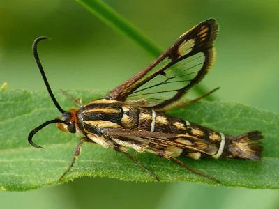 Pyropteron (Synansphecia) triannuliformis