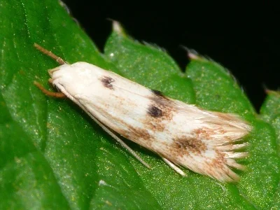 Elachista (Elachista) maculicerusella