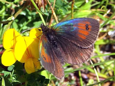 Erebia tyndarus