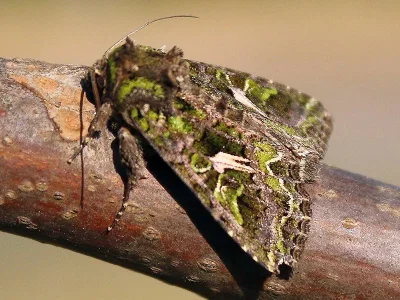 Trachea atriplicis