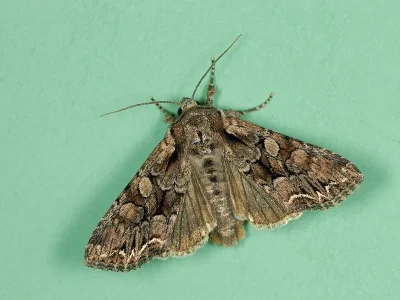 Lacanobia (Dianobia) thalassina