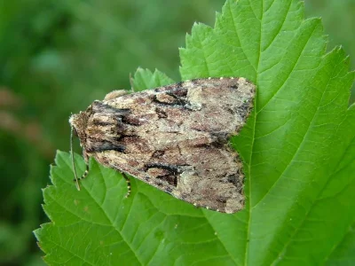 Apamea (Apamea) epomidion