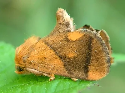 Apoda limacodes