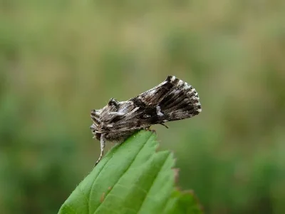Calophasia lunula