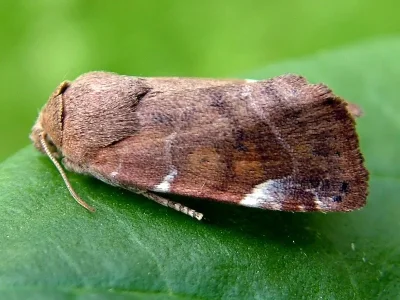 Cosmia (Ulmia) affinis
