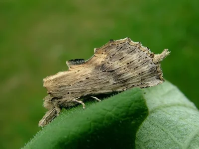 Pterostoma palpina