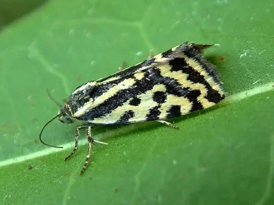 Acontia (Emmelia) trabealis