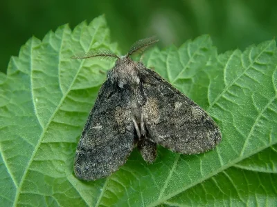 Gluphisia crenata