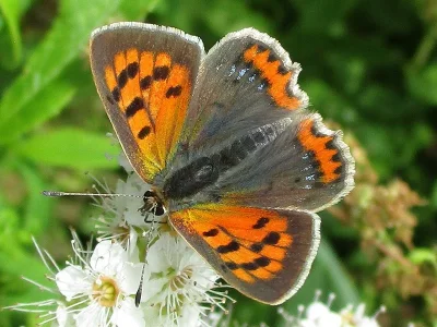 Lycaena (Lycaena) phlaeas