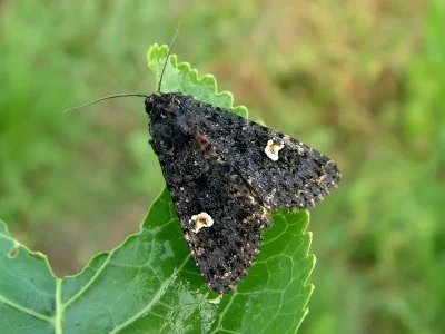 Melanchra persicariae