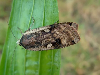 Noctua pronuba