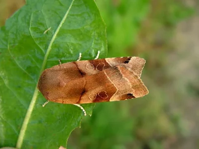 Noctua fimbriata