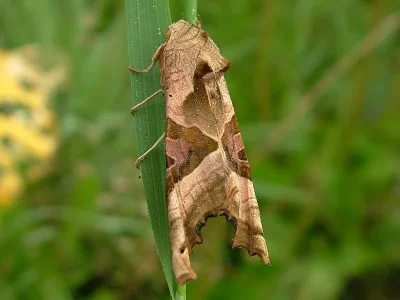 Phlogophora meticulosa