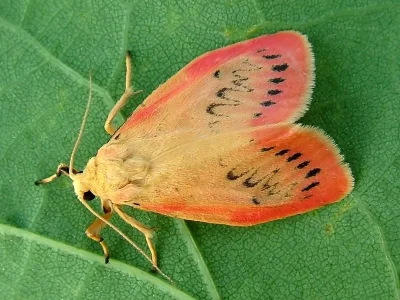 Miltochrista miniata
