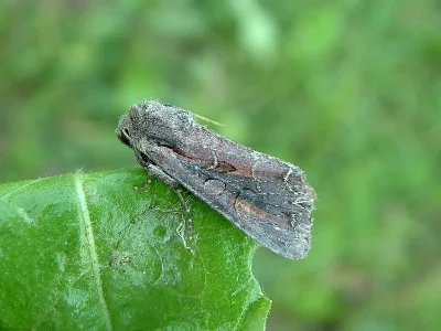 Lacanobia (Dianobia) suasa