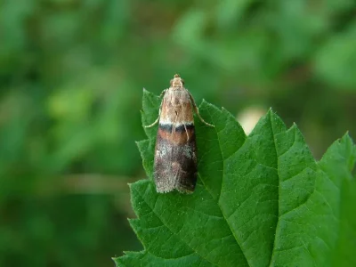 Acrobasis repandana