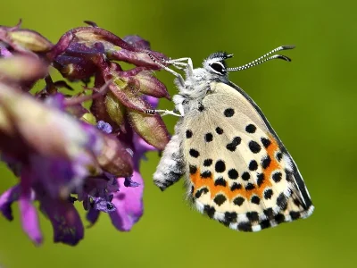 Scolitantides (Scolitantides) orion