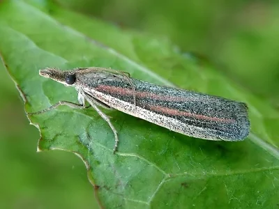 Anerastia lotella