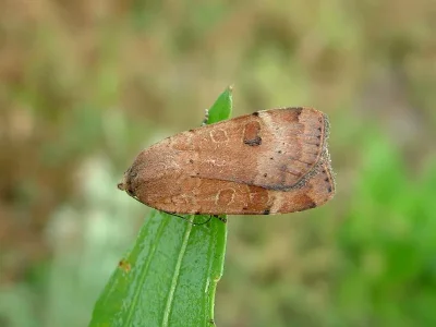 Noctua interposita