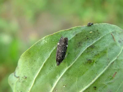 Aproaerema vinella