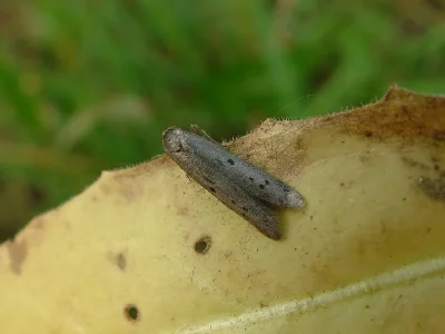Hypatopa binotella
