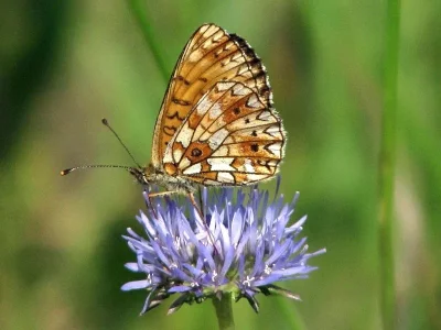 Boloria (Clossiana) selene