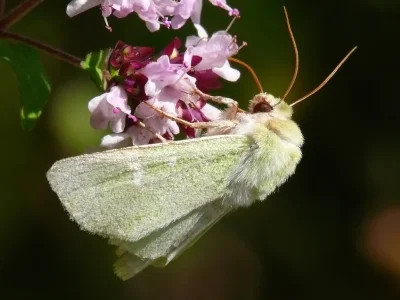 Calamia tridens