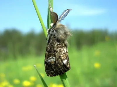 Gynaephora (Gynaephora) selenitica