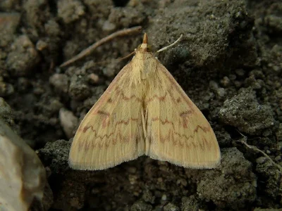 Ostrinia nubilalis
