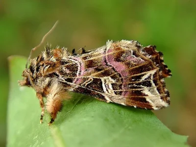 Callopistria juventina