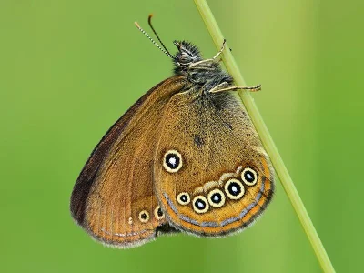 Coenonympha oedippus