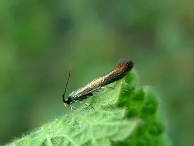 Coleophora deauratella