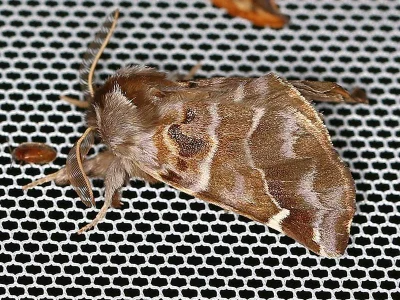 Pygaera timon
