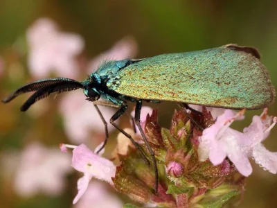 Adscita (Tarmannita) mannii