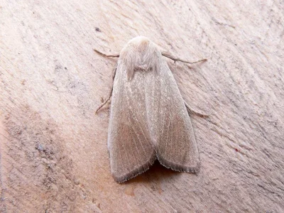 Arenostola phragmitidis