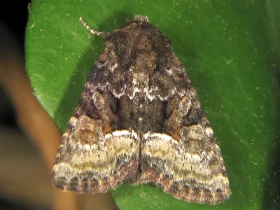 Oligia latruncula