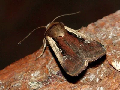 Ochropleura plecta