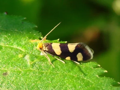 Lampronia rupella