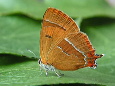 Thecla betulae
