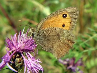Hyponephele lycaon